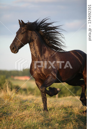 Friesian horse moving in sunset Friesian horse moving in sunset 134092301