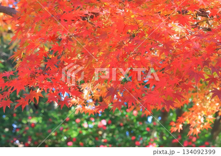 紅葉のモミジ（秋イメージ） 134092399