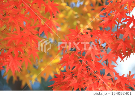 紅葉のモミジ（秋イメージ） 134092401