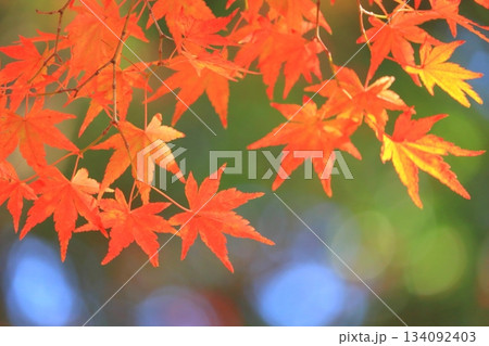 紅葉のモミジ（秋イメージ） 134092403