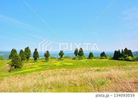 新潟県小千谷市小千谷山本山高原菜の花畑風景 新潟県小千谷市小千谷山本山高原菜の花畑風景 134093039