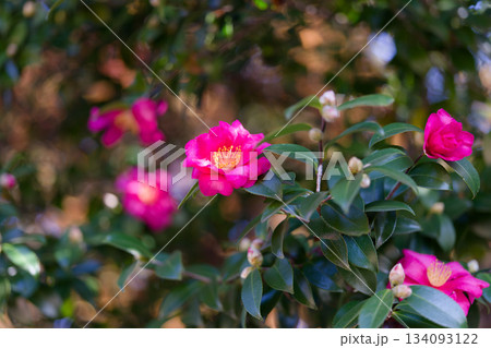 サザンカ サザンカ 134093122