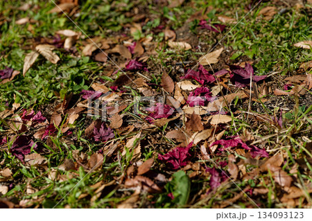 落ち葉 落ち葉 134093123