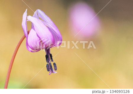 カタクリの花 134093126