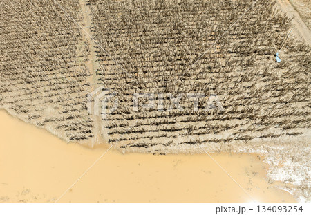 Flash flood destroys corn and vegetable crop in Southeast asia. 134093254