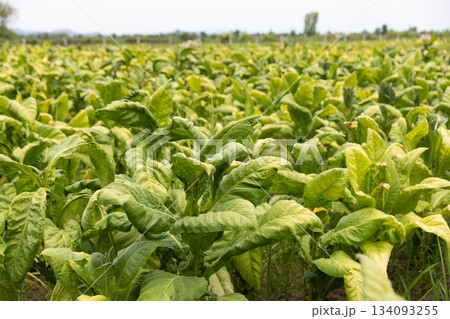 Field with flowering tobacco plants for organic seed production. Field with flowering tobacco plants for organic seed production. 134093255