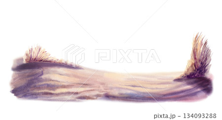 Sand dunes with pampas grass glow in golden sunset light,cast with deep violet shadows.Hand drawn illustration in soft watercolor washes for coastal decor,travel blogs,nature inspired branding 134093288