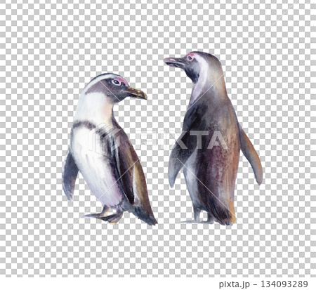 Bonded pair of endangered African penguins,standing together in unity.Hand drawn illustration in gentle watercolor washes,for conservation themes,eco-campaigns,educational use,wildlife advocacy 134093289