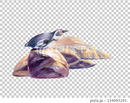 African penguin rests on a coastal boulder at sunset,gazing toward horizon,its species faces decline.Watercolor scene blends soft washes with conservation message for eco branding,awareness campaigns 134093291