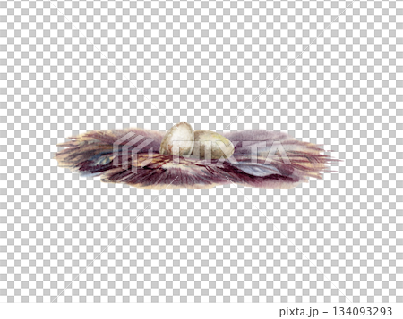 Vulnerable African penguin eggs rest in a nest,fragile symbol of life and conservation.Illustration in gentle watercolor textures,about urgency,protecting endangered species,themes of hope and renewal 134093293