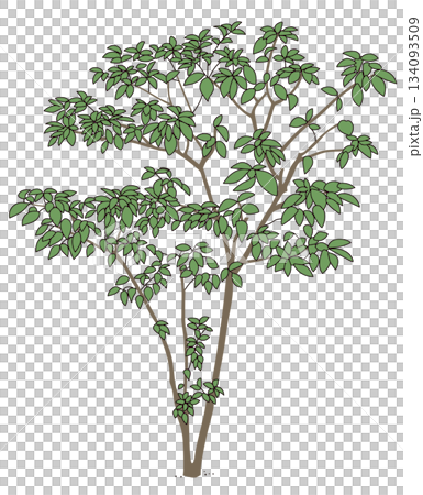 商業設施綠化設計 | 時尚外觀、灌木和象徵性樹木的向量圖 134093509