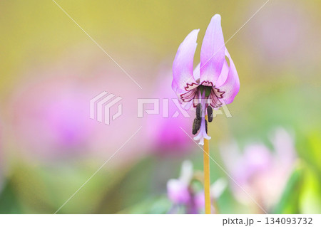 カタクリの花 134093732