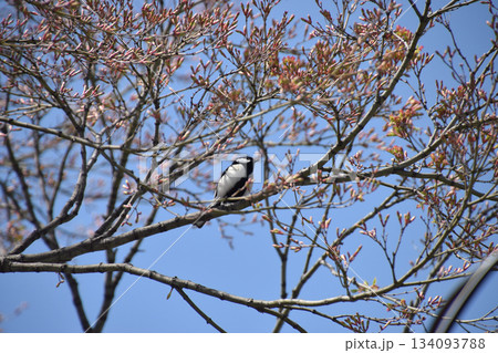 A wild bird / 芽吹き始めた山桜の枝にとまる一羽のシジュウカラ(望遠ズーム撮り) A wild bird / 芽吹き始めた山桜の枝にとまる一羽のシジュウカラ(望遠ズーム撮り) 134093788