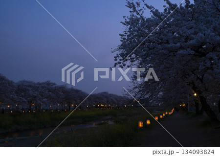 ライトアップされた夜桜 134093824