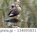 明石公園　桜堀のカルガモ 134093831