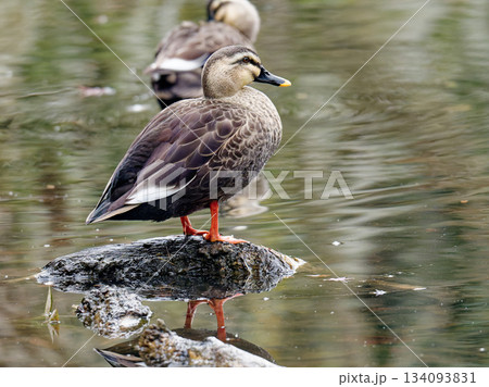 明石公園　桜堀のカルガモ 134093831