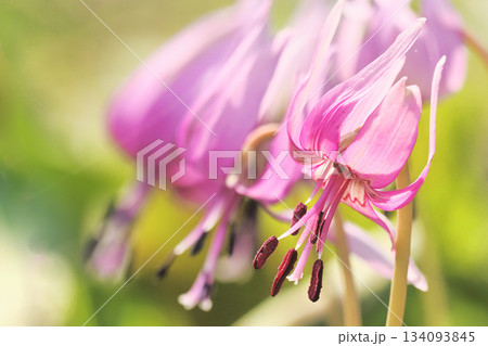 カタクリの花 134093845