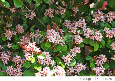 白いヒメシャリンバイの花(春、四月) 白いヒメシャリンバイの花(春、四月) 134094020