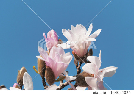 コブシの花 134094024