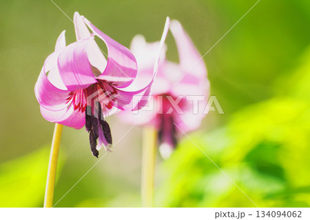 カタクリの花 134094062