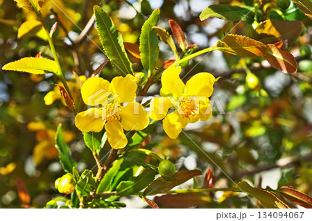 黄色いミッキーマウスノキの花(春、四月) 黄色いミッキーマウスノキの花(春、四月) 134094067