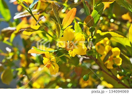 黄色いミッキーマウスノキの花（春、四月） 134094069