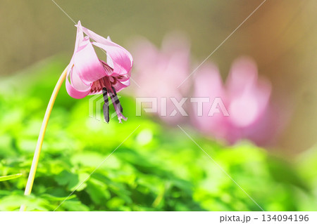 カタクリの花 134094196