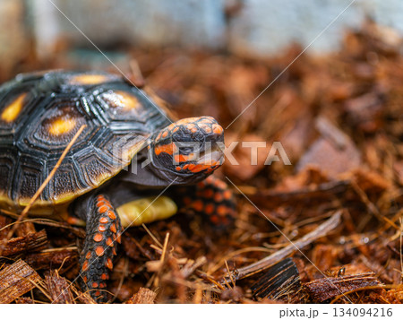 アカアシガメ 134094216