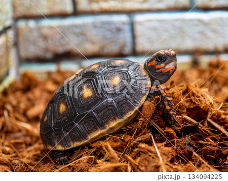 アカアシガメ 134094225