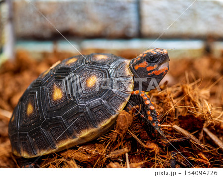 アカアシガメ 134094226