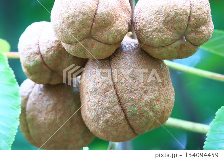 栃の実 134094459