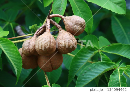 栃の実 134094462