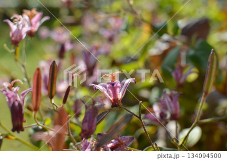 秋の庭に咲くホトトギスの花 134094500