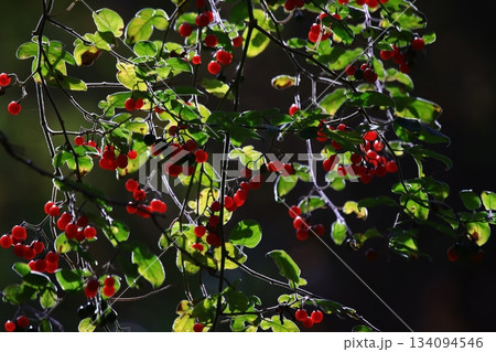 ヒヨドリジョウゴ 134094546