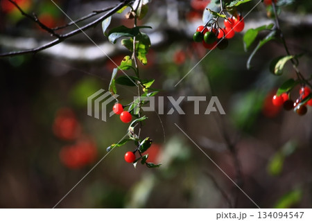 ヒヨドリジョウゴ 134094547