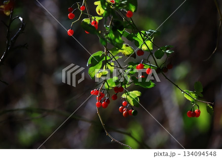 ヒヨドリジョウゴ 134094548