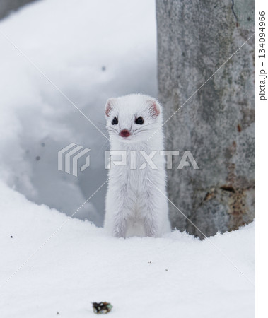 キタイイズナ　北海道 134094966