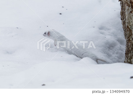 キタイイズナ 北海道 キタイイズナ 北海道 134094970