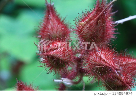 エビガライチゴ 134094974