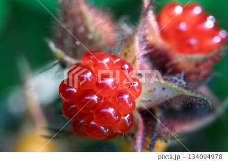エビガライチゴ 134094978