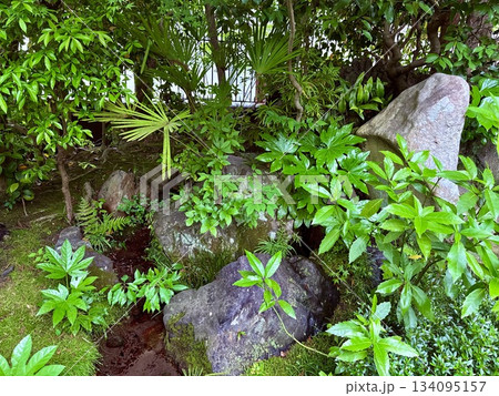 石と緑のコラボ 134095157