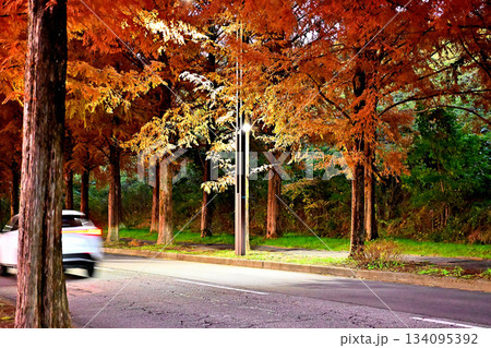 太陽が丘メタセコイア並木　紅葉したメタセコイア並木 134095392