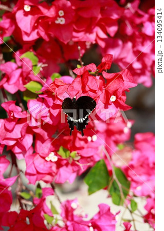鮮やかなブーゲンビリアの花に黒い蝶が舞う南国らしい一枚 134095414