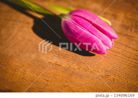 Pink tulip is lying on textured wood surface in vector illustration, casting shadow with warm light 134096169