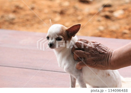 Cute chihuahua puppy on hand of old woman. 134096488