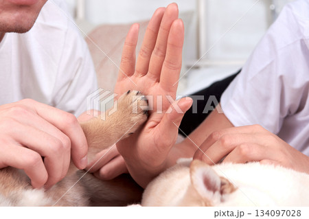 Two hands, one human and one small dog paw, touch each other gently. dog giving high fives Two hands, one human and one small dog paw, touch each other gently. dog giving high fives 134097028