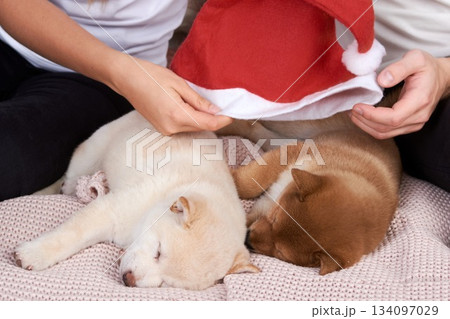 young couple on the bed in the bedroom are playing with two shiba inu puppies and putting Santa Claus hat on them, dressing up a Christmas dog 134097029
