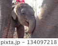 母ゾウに甘える子ゾウ 134097218