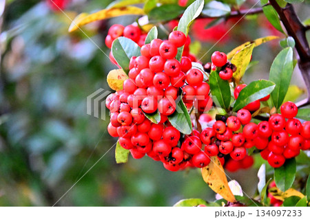 ピラカンサの赤い実 134097233