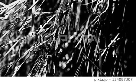 柳の木のモノクロ画像 134097307